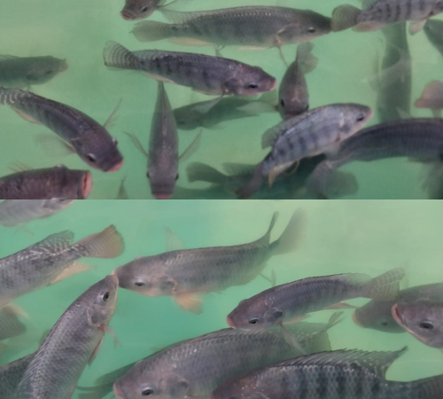 Tilapia in Vertical Farm vertical aquaculture system